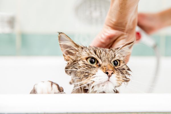 Cat taking bath in tub