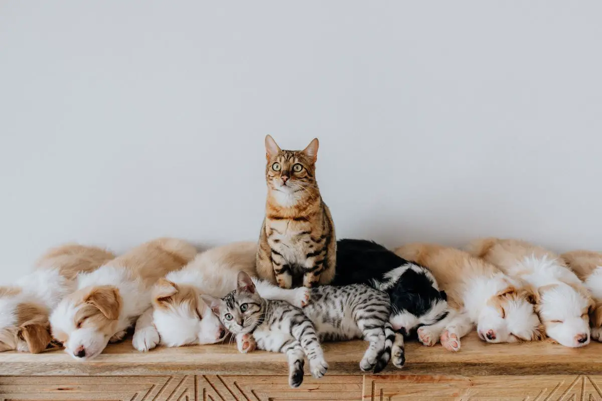 Puppies and cats resting