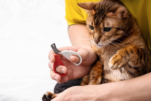 Trimming cat nails