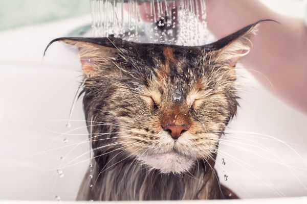 Wet cat in bath