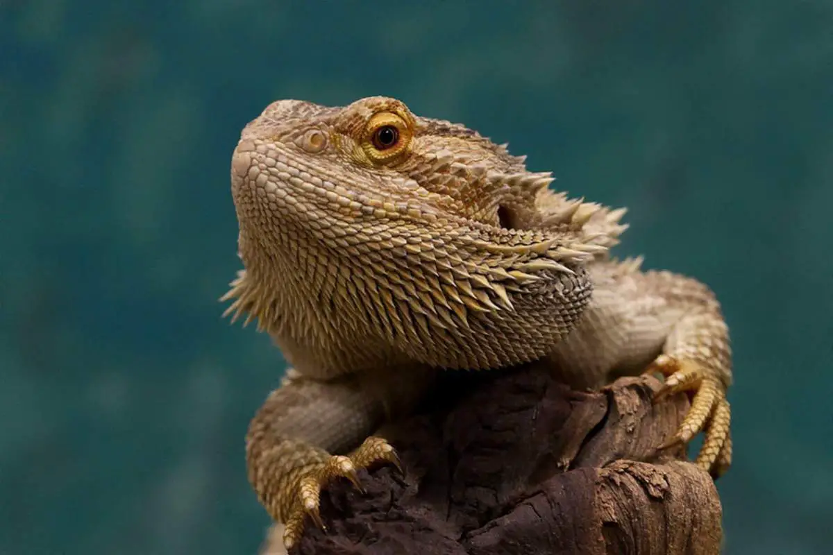 Bearded dragon basking