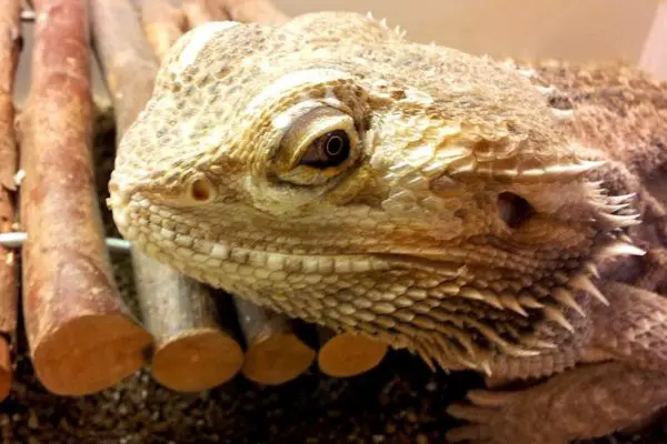 Bearded dragon resting