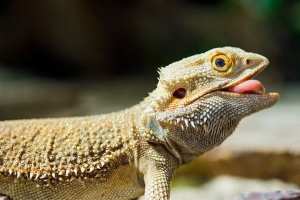 Bearded dragon showing its tongue