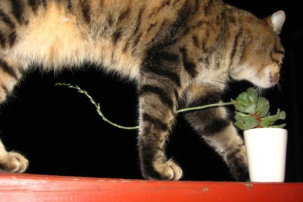 Cat and succulent plant