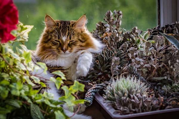 Cat resting on plants