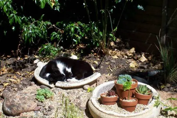 Cat sleeping near succulent plants