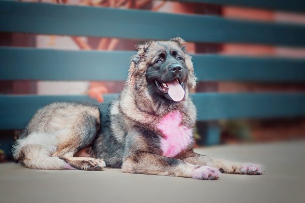 Caucasian mountain dog panting