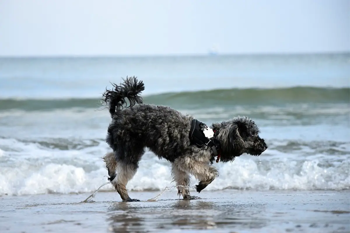 Miniature poodle at the beach