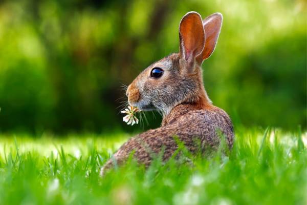 Rabbit eating flower