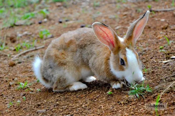 Rabbit eating grass