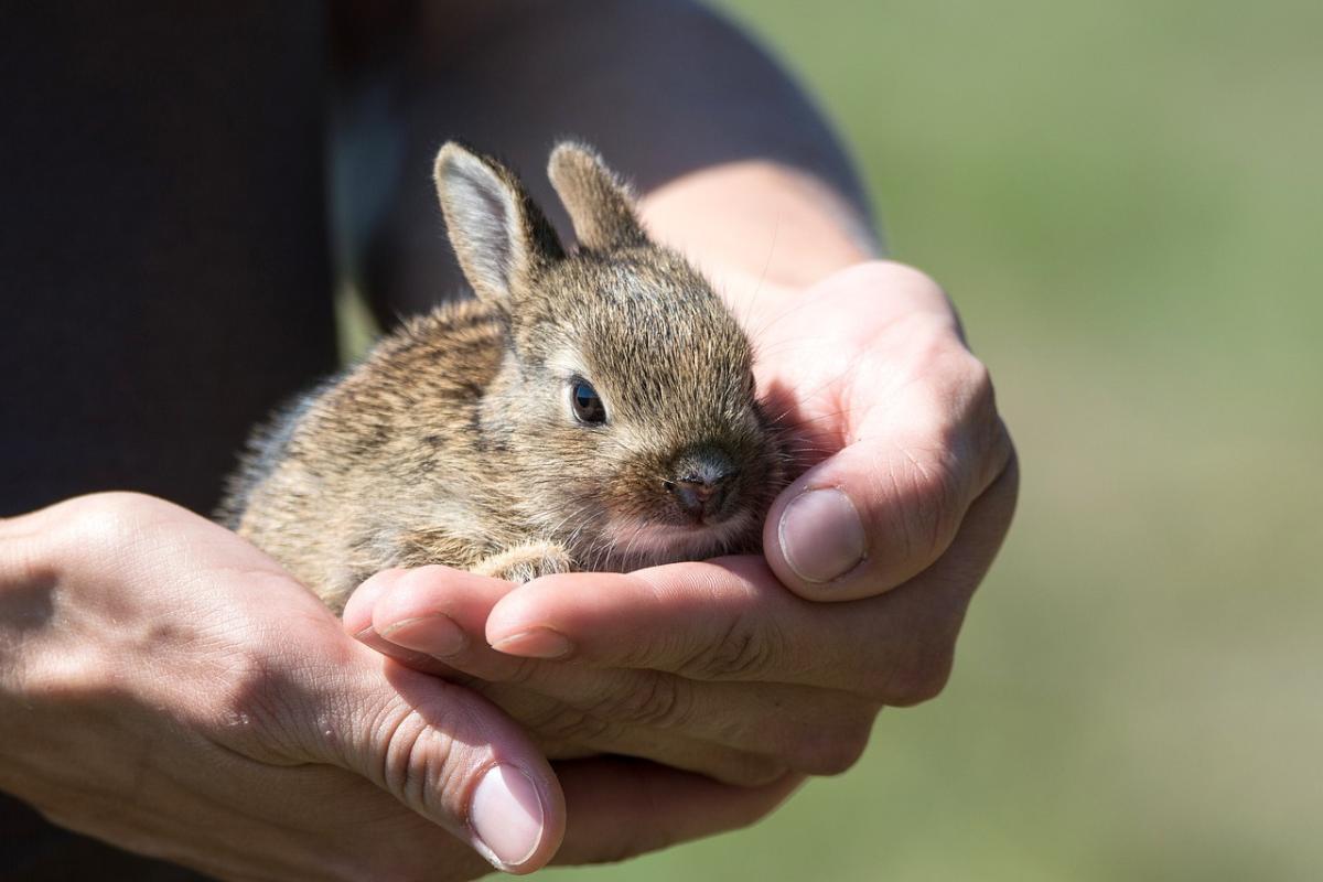 Rabbit on hand