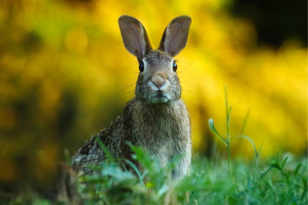 A Rabbit's 5 Senses (Which Ones Are Enhanced) - Bela Pets