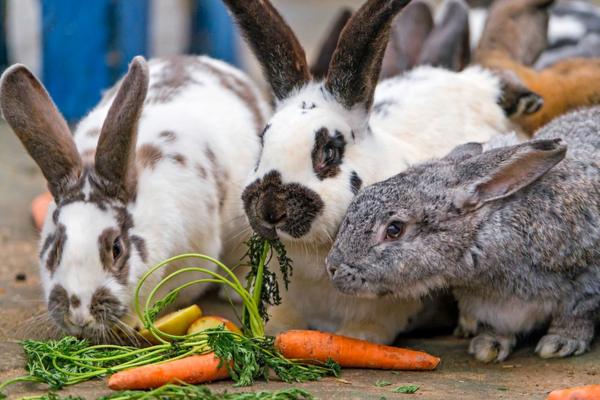 Rbbits eating carrots