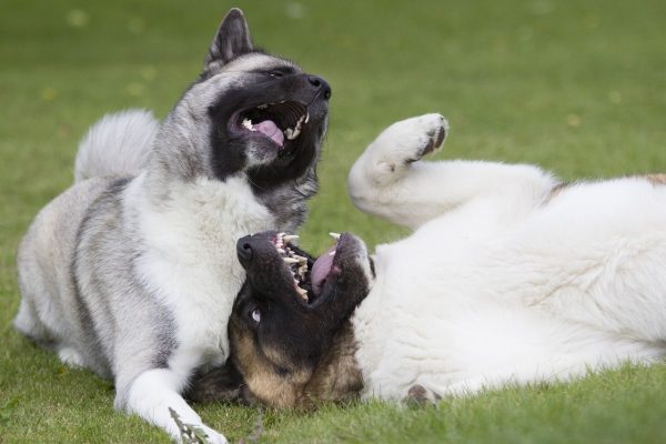 Two dogs playing