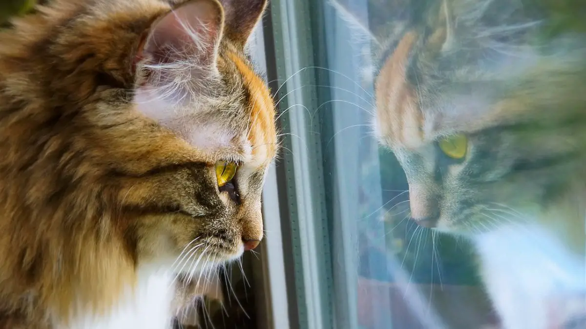 Cat facing the glass window
