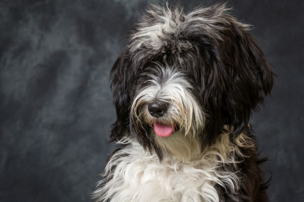 tibetan terrier